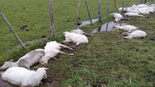 Murieron de frío más de 3.500 ovejas que habían sido esquiladas en Corrientes
