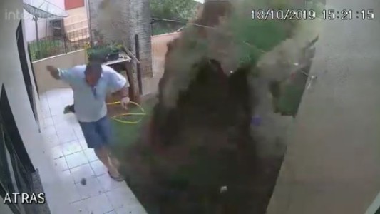 Video: por combatir un hormiguero, se quedó sin jardín