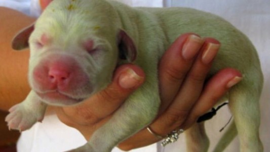 Nació un cachorrito de color verde en Estados Unidos
