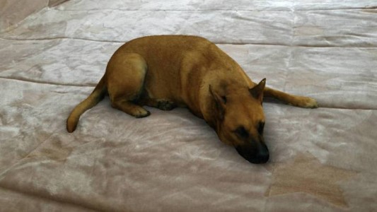 "Sasha Dog": ¿Cómo utilizar el filtro del perro?