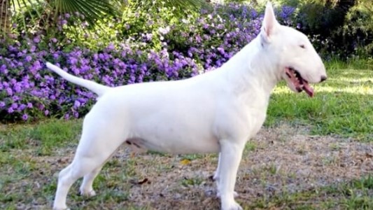 Una nena de dos años fue atacada por un perro de raza Bull Terrier