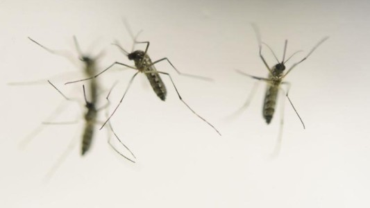 Recomendaciones para aquellos que viajaron al Paraguay ante posibles casos de dengue