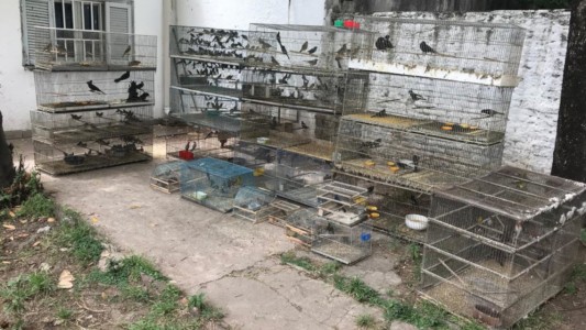 Trasladaron a la Granja de la Esmeralda 300 especies protegidas de aves decomisadas