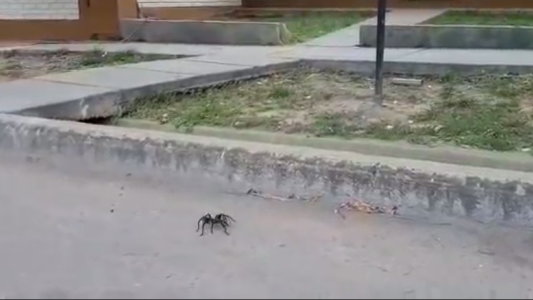 Arañas gigantes causan pánico en Mendoza