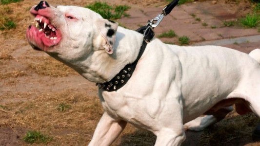 Polémica por feroz ataque de un pitbull a un nene en Santa Fe