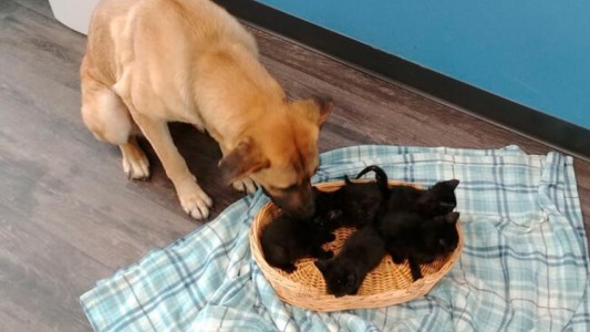 Conmovedora escena: perra callejera cobijó a gatitos abandonados al costado de la ruta con temperatura bajo cero