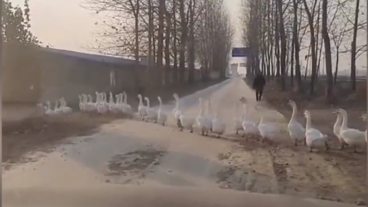 Insólito: automovilista atascado por congestión de gansos
