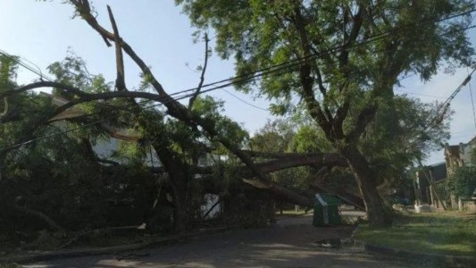 Gálvez: Murió aplastada por un árbol en medio de fuerte temporal