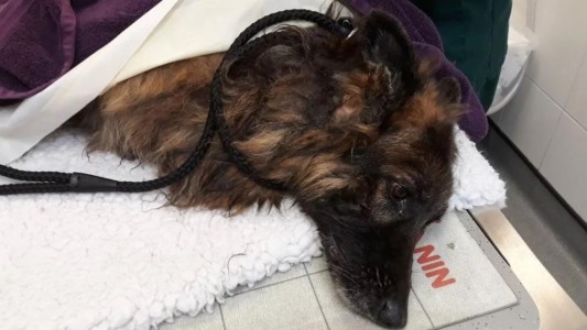 Detuvieron a una pareja que tiró a una perra al río atada a una piedra