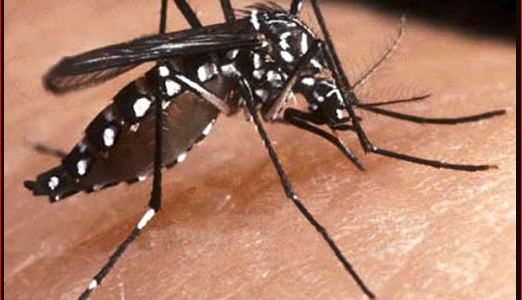 Dengue: Confirman 3 casos importados en la ciudad