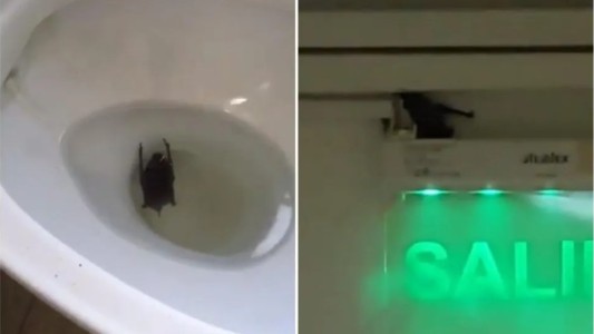 Video viral del murciélago en el inodoro de Tribunales: advierten que matarlos es un delito penal