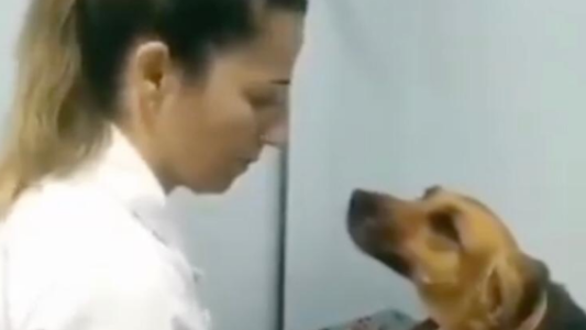 Video viral: la tierna mirada de un perro mientras lo curaba la veterinaria
