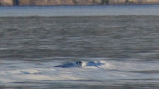 "El Nahuelito existe": nuevas fotos que reviven la leyenda de Bariloche