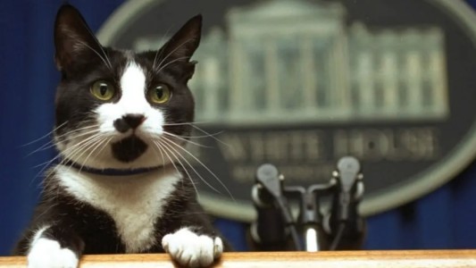 Las redes sociales se llenaron de gatitos para celebrar su día