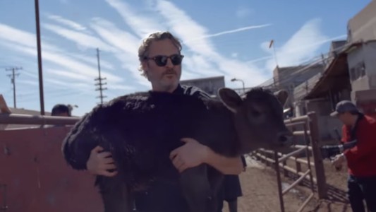 Joaquin Phoenix salvó a una vaca y a su cría de un matadero: "Nunca más van a sentir la crueldad del ser humano"