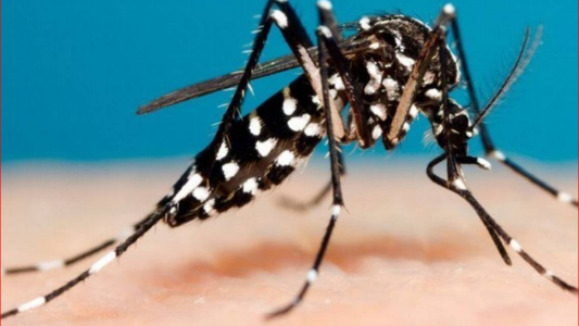 Se confirmaron 14 casos de dengue autóctono en Santa Fe