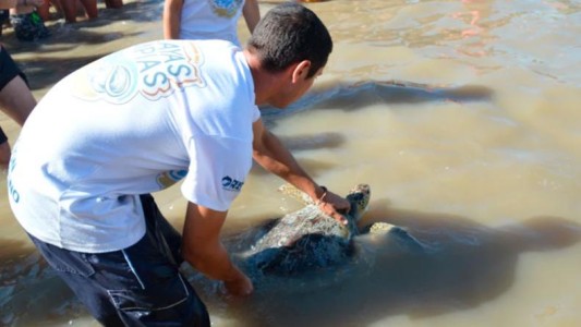 Video conmovedor: la tortuga marina que había defecado 14 gramos de plástico se recuperó y volvió al mar