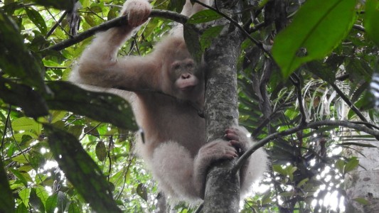 Video: avistan al único orangután albino del mundo
