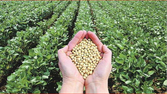 Suben las retenciones a la soja pero no habrá variaciones para el trigo y el maíz