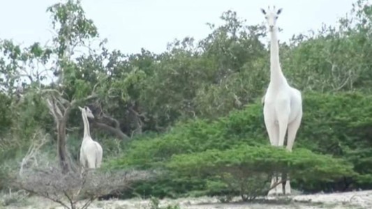 Cazadores mataron a la única jirafa blanca de Kenia y a su cría
