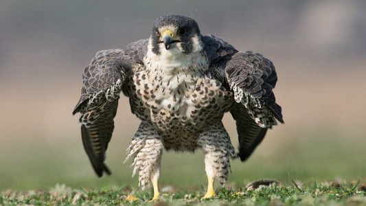 Foto viral: el halcón peregrinó que posó como "el increíble Hulk"