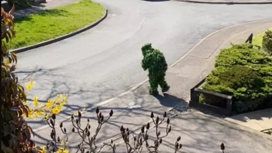 Creatividad mal usada: se disfrazó de arbusto para incumplir la cuarentena