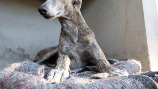 Consejos para cuidar a perros y gatos durante la cuarentena