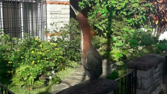 El lado b del coronavirus: el video del extraño pájaro que apareció en las calles de Olivos