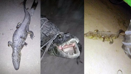 Rescataron a un yacaré de un campo en Las Tunas