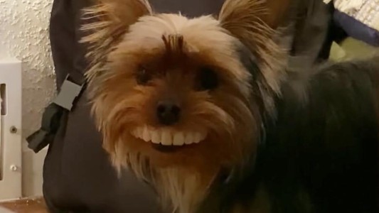 Video viral: el perro que le robó la dentadura postiza a su dueño