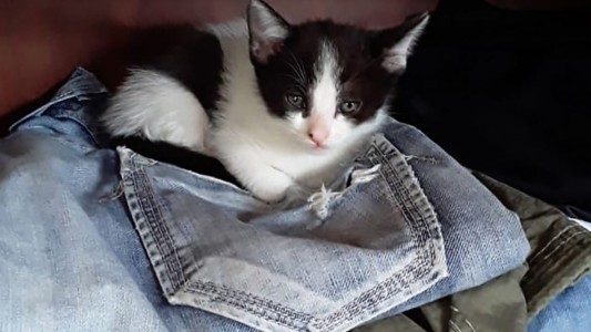 Cuarentena feroz: mató al gatito del vecino de un tiro porque "le robó una empanada"