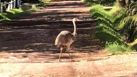 Sorpresa y misterio en Parque Leloir porque apareció un ñandú