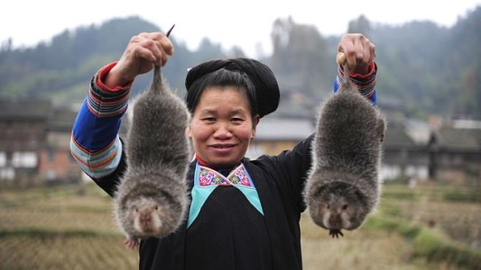 Las ratas "nutritivas" que comían en China como plato gourmet antes del coronavirus