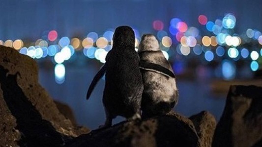Viral tierno: la historia detrás de la foto de los pingüinos viudos abrazados