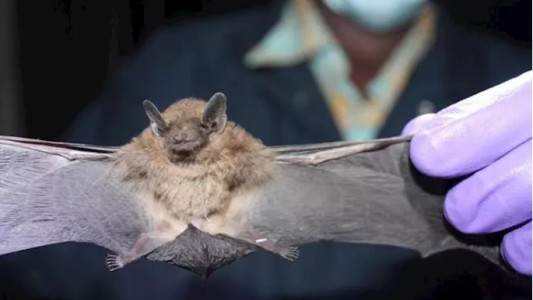 La OMS cree que el coronavirus "tiene un origen animal" y asegura que no hay evidencias de que haya sido generado en un laboratorio chino