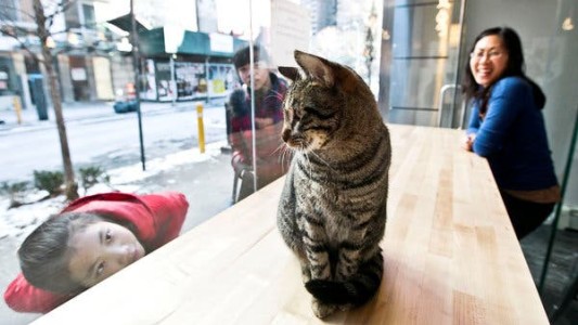 Dos gatos dieron positivo de coronavirus en Nueva York