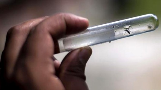 Datos oficiales: más de 43 mil casos de dengue en Argentina