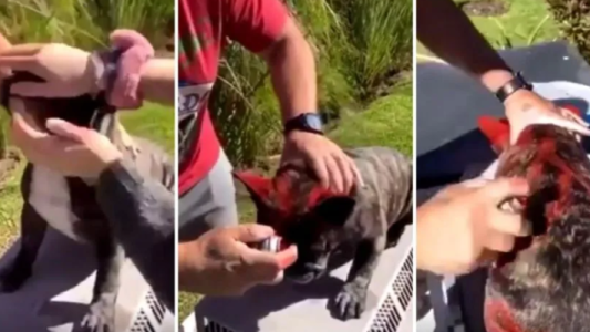 Video: un hombre pintó a su perro con aerosol y subió las imágenes a sus redes sociales