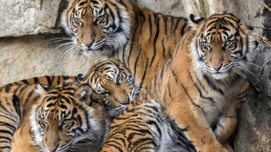 Coronavirus: un empleado del zoo contagió a una trigresa:  otros siete felinos dieron positivo