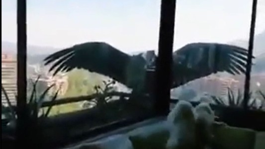 Video: dos cóndores tratan de comerse a tres perritos en un edificio de Chile