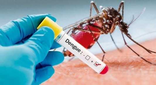 Científicos advierten que el mosquito del dengue se adaptó para sobrevivir al frío