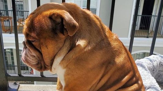 El extraño furor por Big Poppa: el perrito más triste de la cuarentena