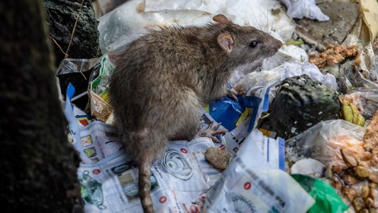 Hantavirus: confirmaron dos muertes y 13 casos en provincia de Buenos Aires