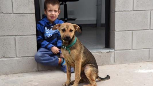 Más de veinte mascotas fueron adoptadas durante la cuarentena en Rosario