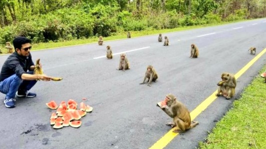 Postal del coronavirus: monos con "perfecto distanciamiento social"