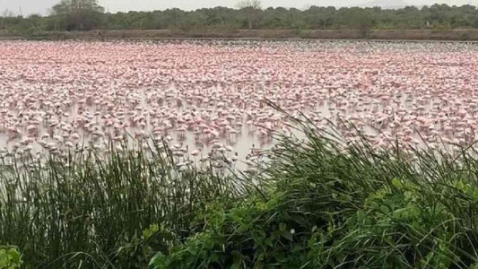 El lado b del coronavirus: una "alfombra rosa" de flamengos cubrió un lago de la India