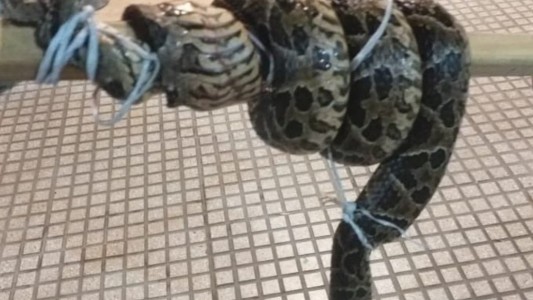 Una yarará atacó a un hombre en el barrio porteño de Retiro