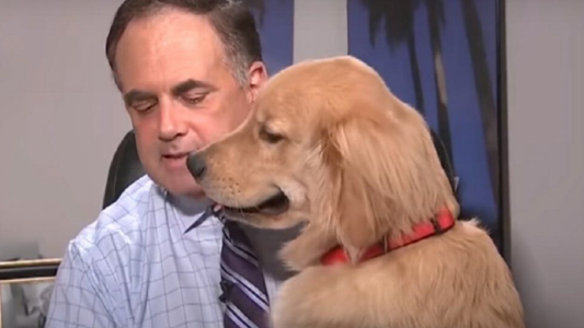 Viral: El perro que interrumpió al pronosticador de turno al aire