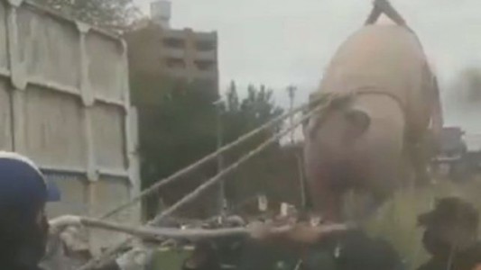 Rescataron a otro cerdo en el arroyo Ludueña de Rosario