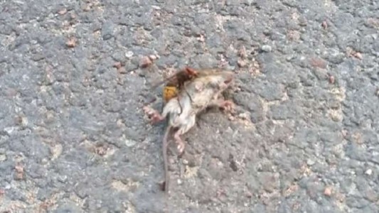 Video: el momento en que un "avispón asesino" mata a un ratón